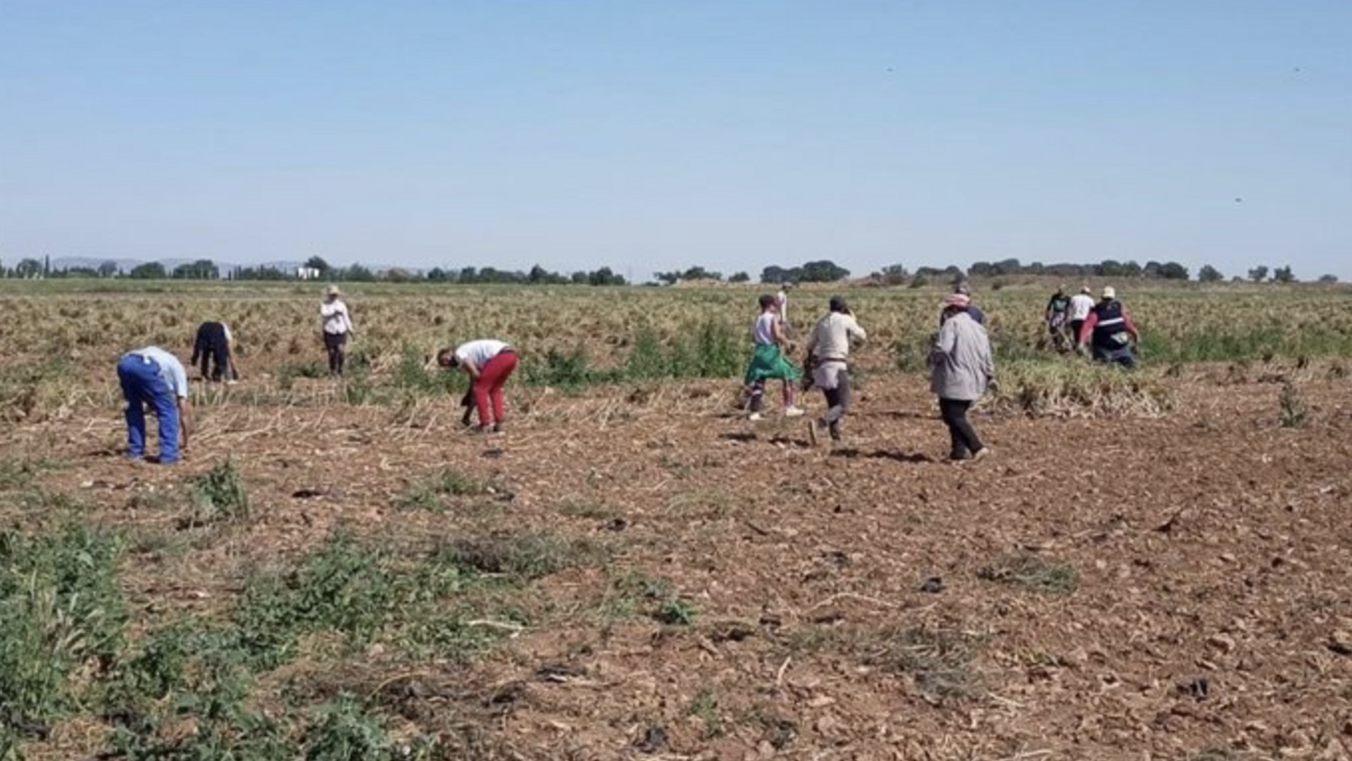 Temporeros trabajando