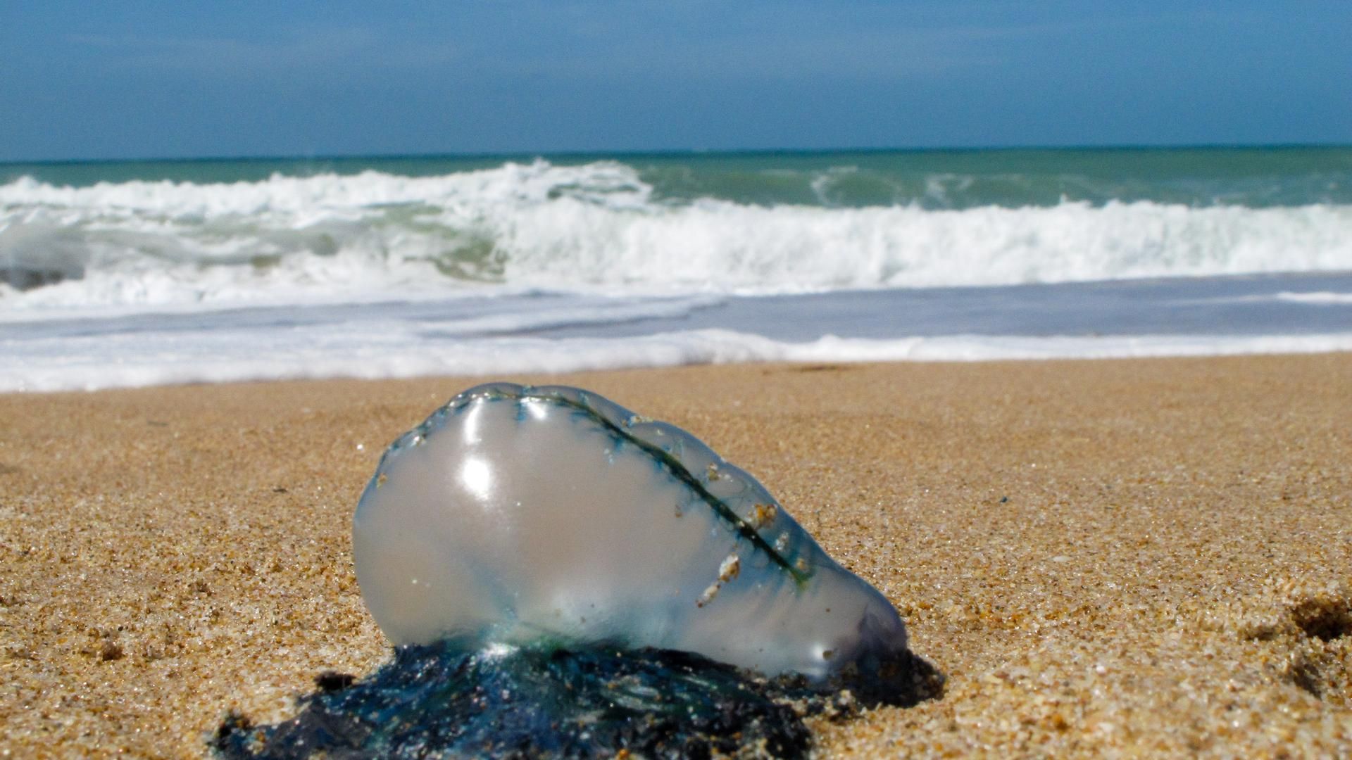 Un ejemplar de carabela portuguesa, en una playa