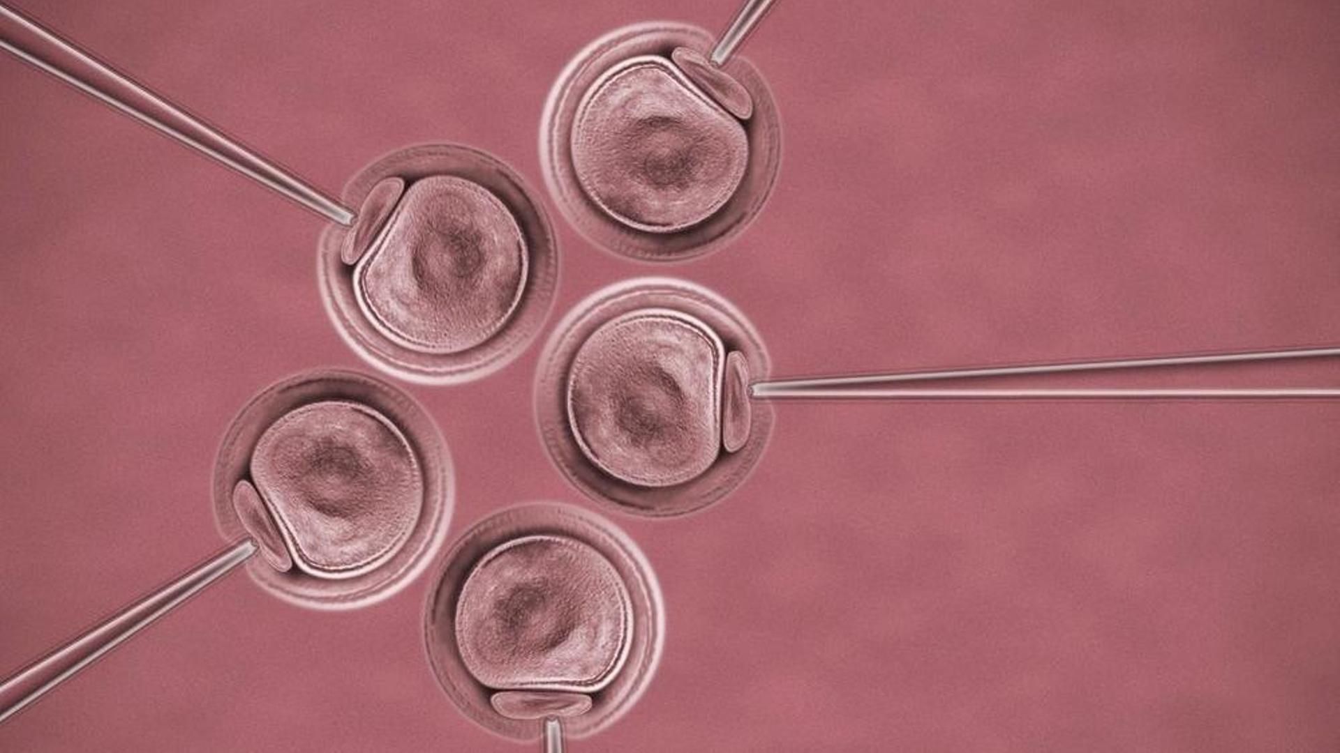 Graban por primera vez el proceso de implantación de un embrión humano en tiempo real