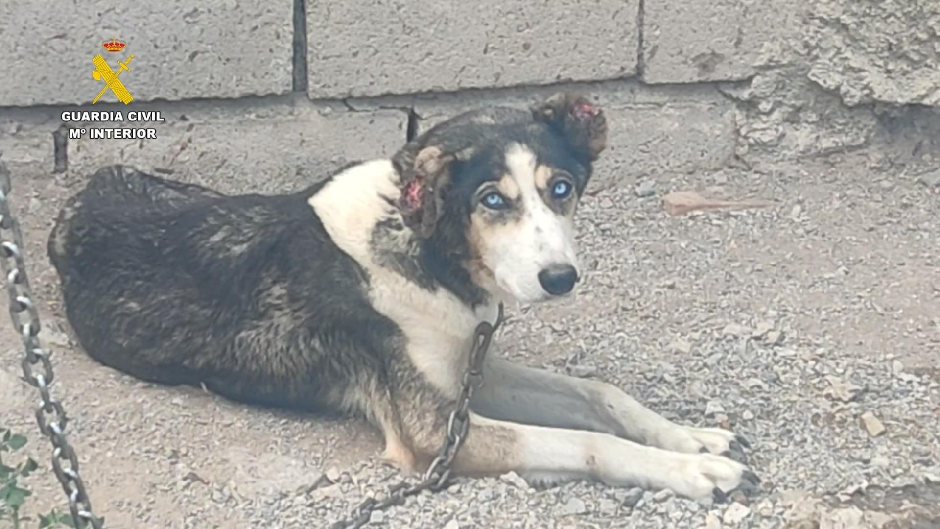 Uno de los animales encontrados en la finca