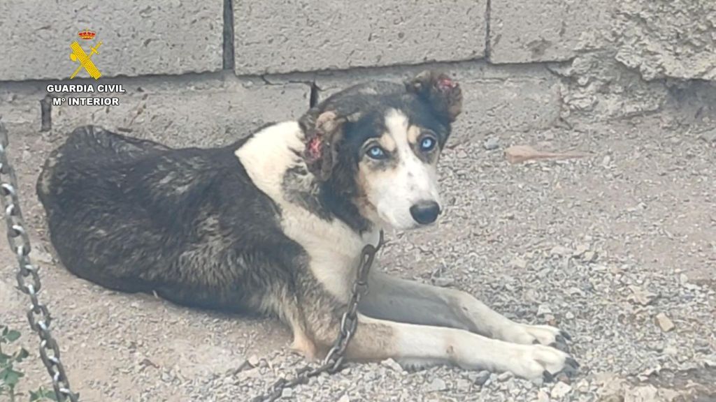 Uno de los animales encontrados en la finca