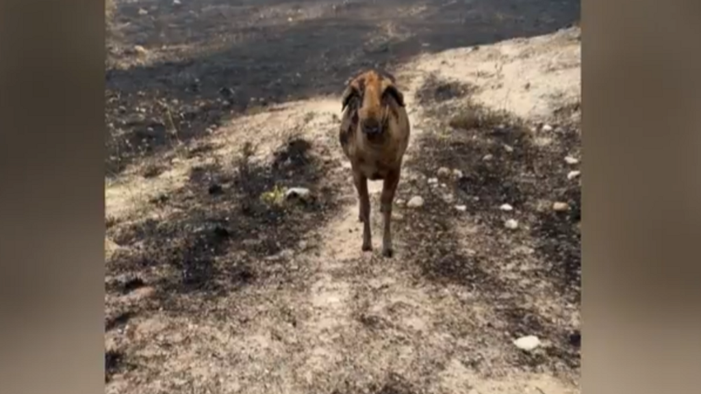 Los animales, las víctimas silenciosas de los incendios: los protocolos de evacuación previstos por la Ley animal no existen
