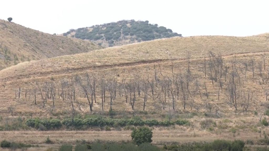 ¿Cuánto tarda en regenerarse un terreno arrasado por los incendios y cómo se recuperan económicamente los vecinos afectados?