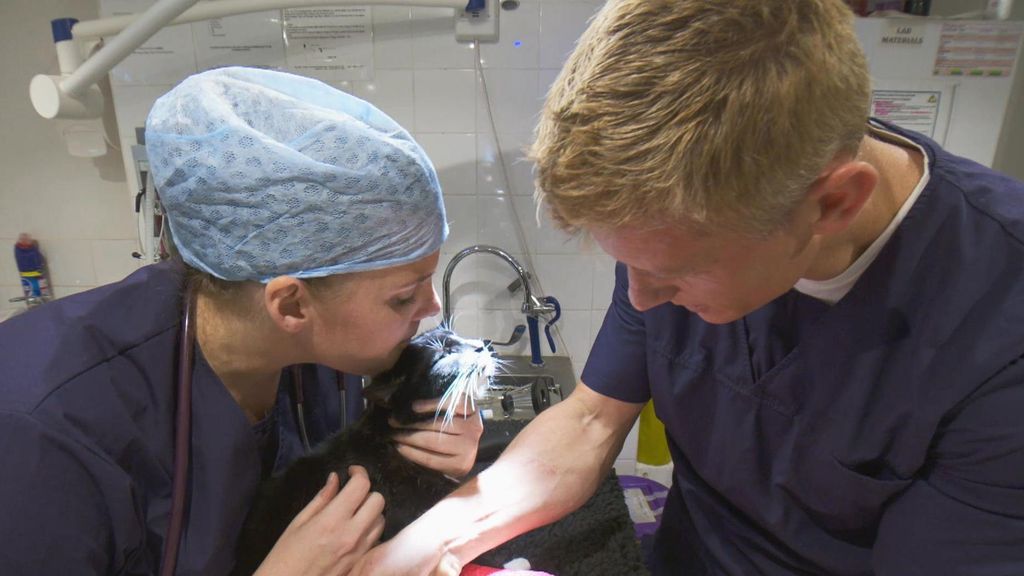 veterinario22
