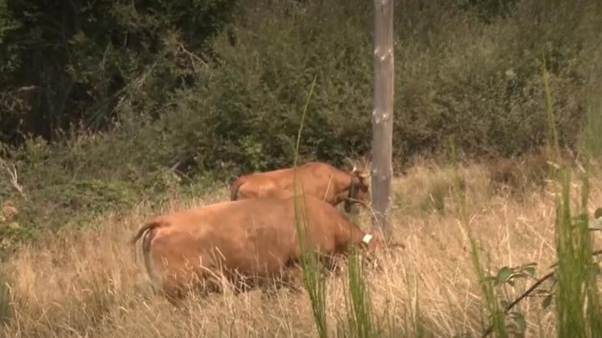 El enfado vecinal de los afectados por los incendios de Zamora: los animales, entre las principales preocupaciones