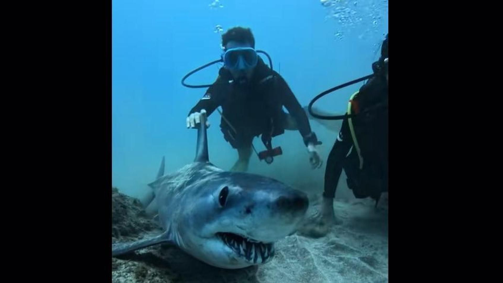 Tiburón en Tenerife