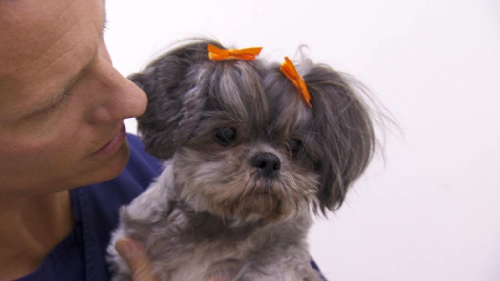 veterinario24
