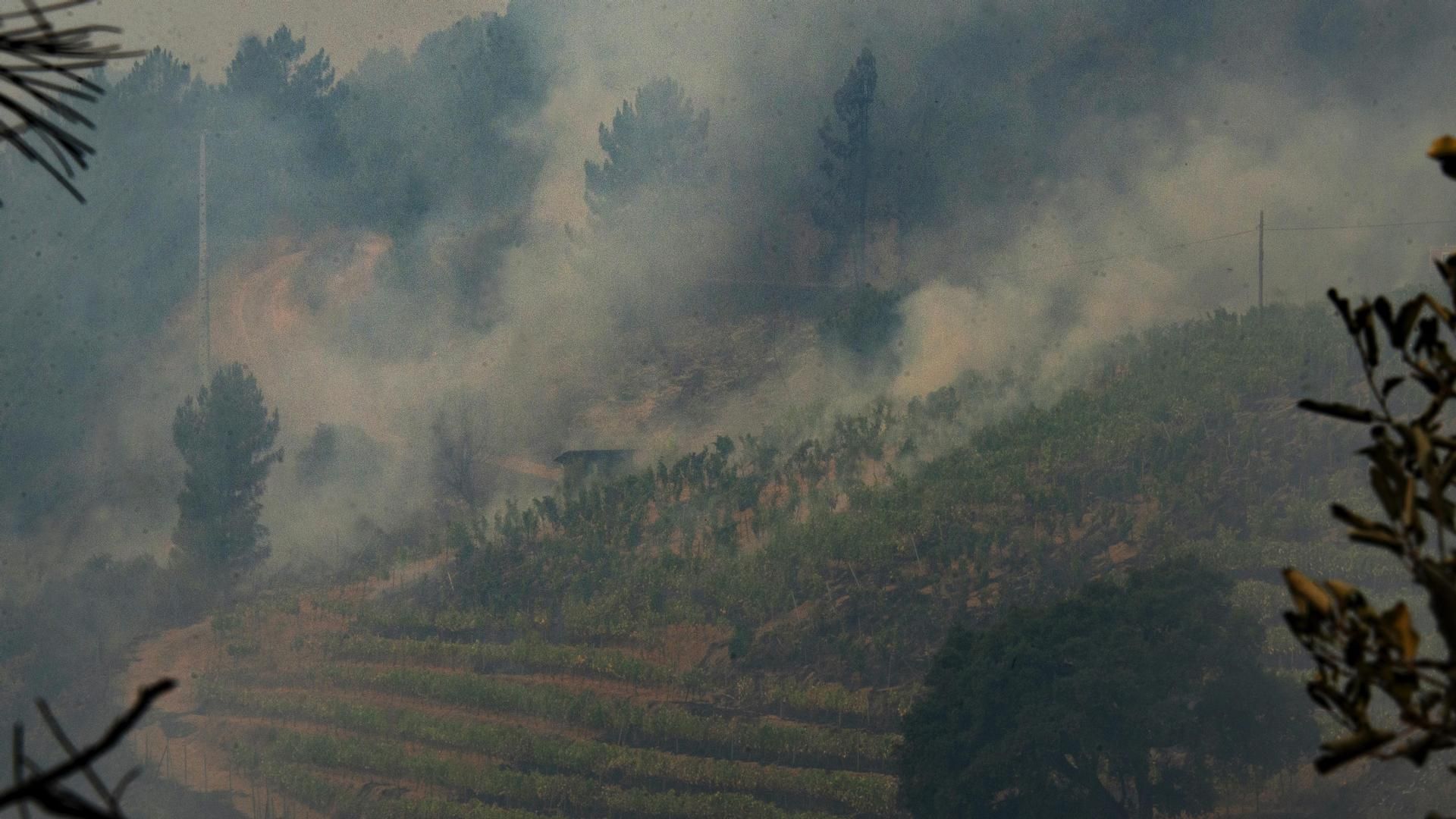 Vista de una viña en la DO Valdeorras, afectada por el fuego