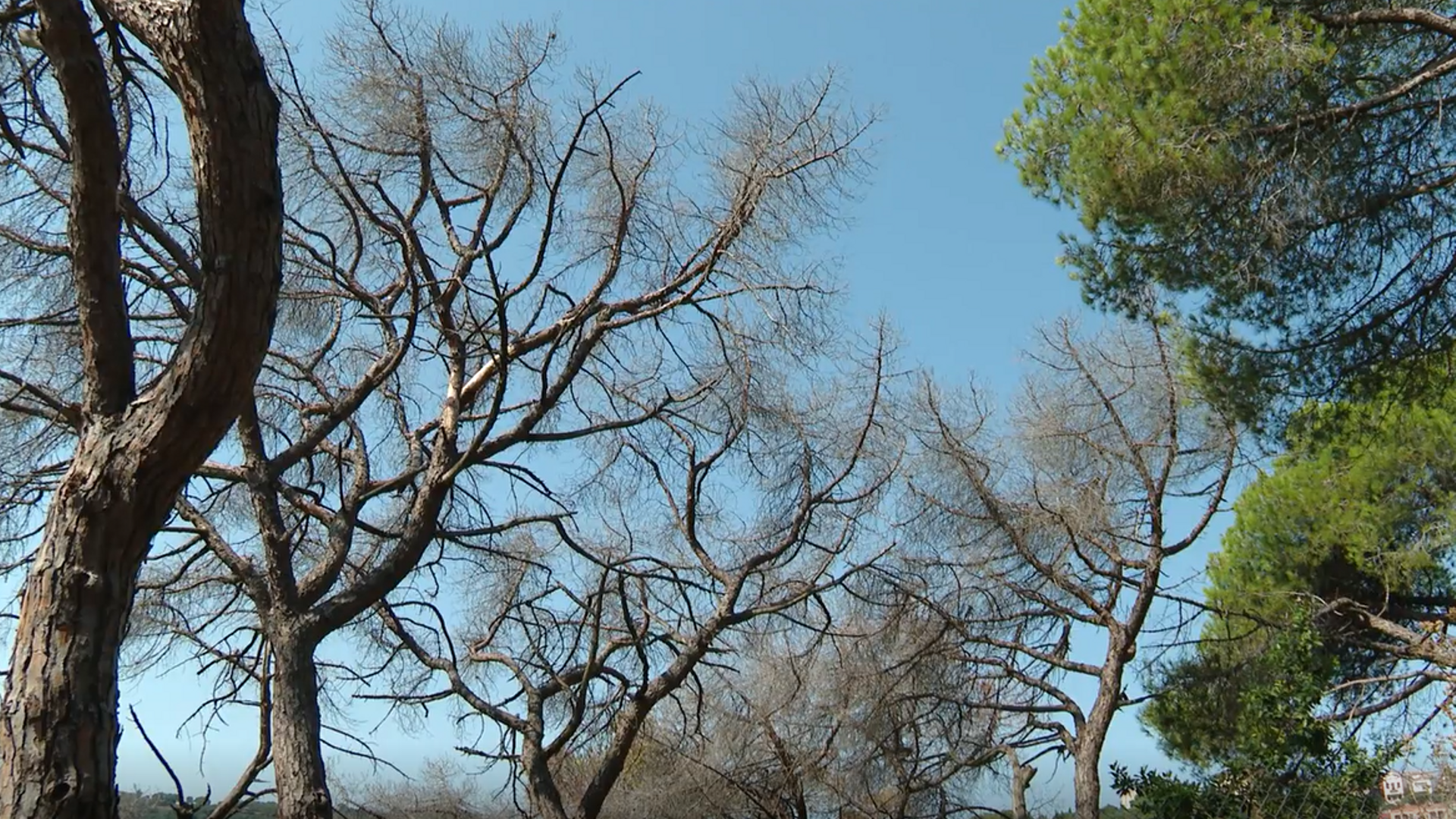 Árboles estresados: Cataluña pierde un 10% de su masa forestal en la última década por la falta de agua y el calor extremo