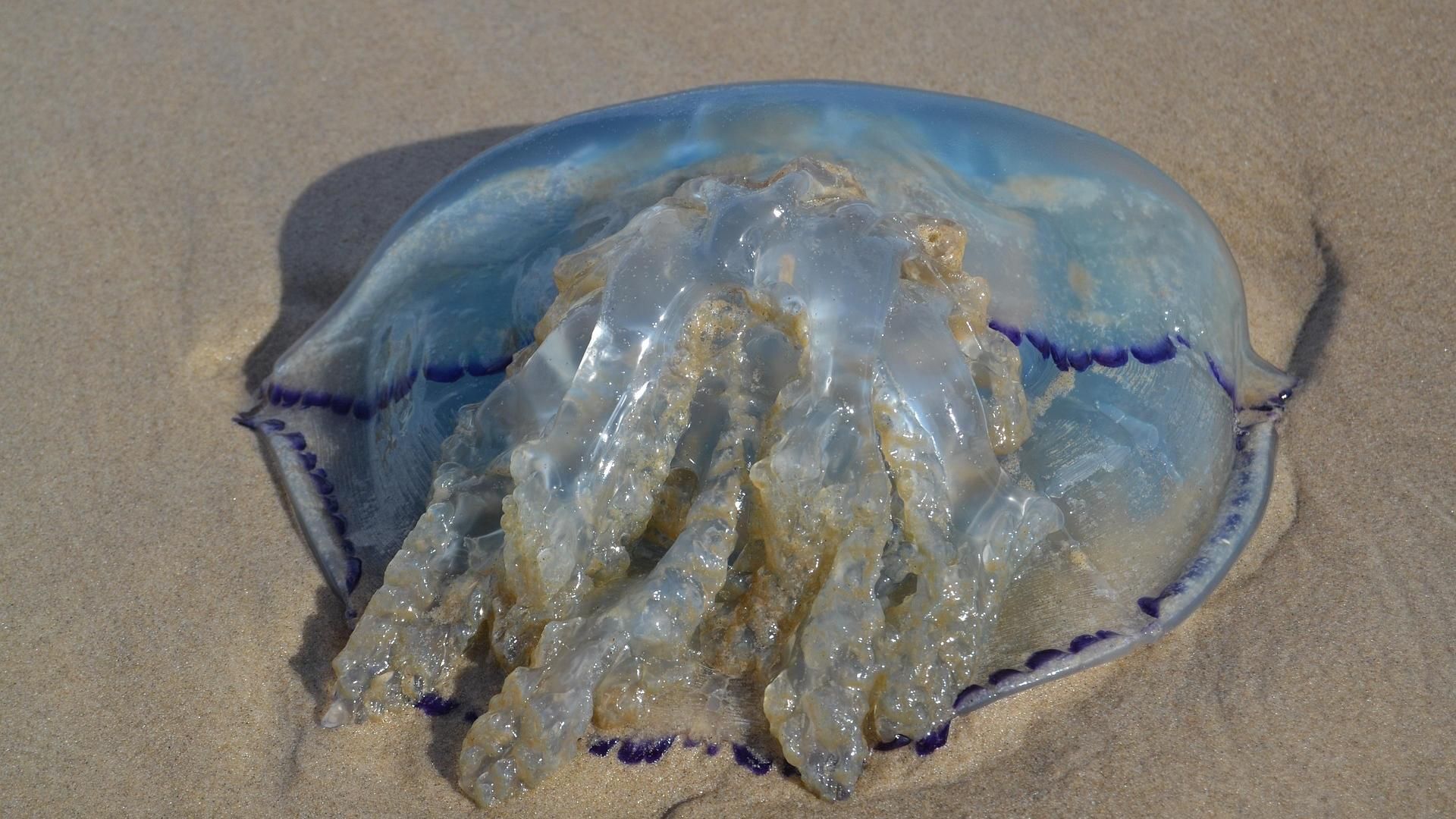 blue nettle jellyfish 966808 1920