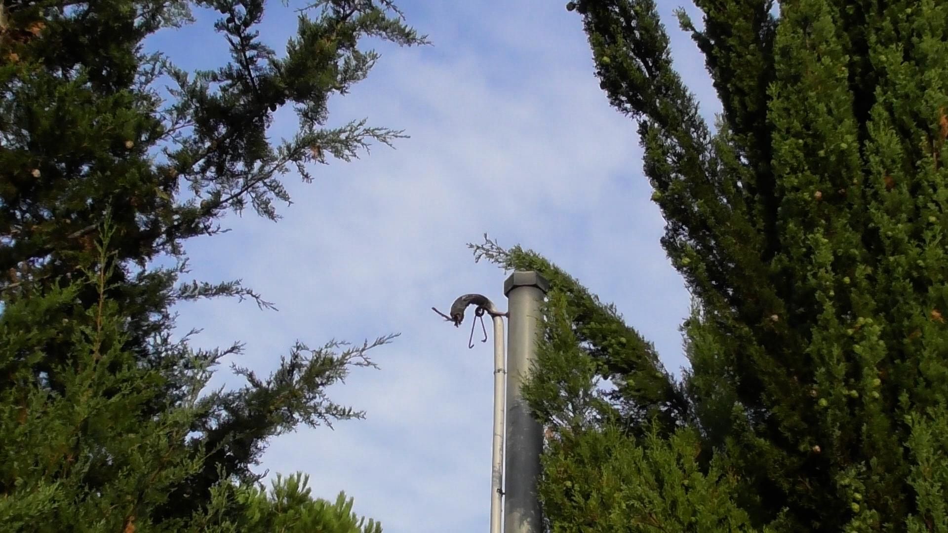 Caso de plantación de marihuana