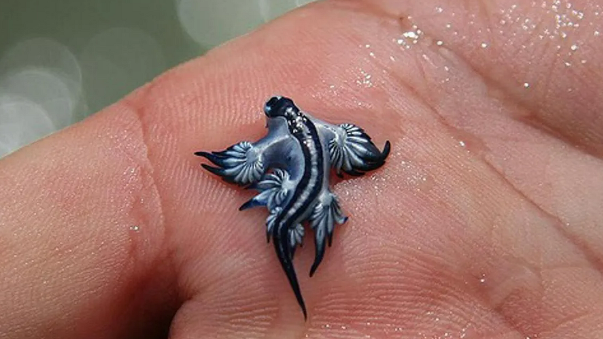 Dragón azul sobre la palma de una mano