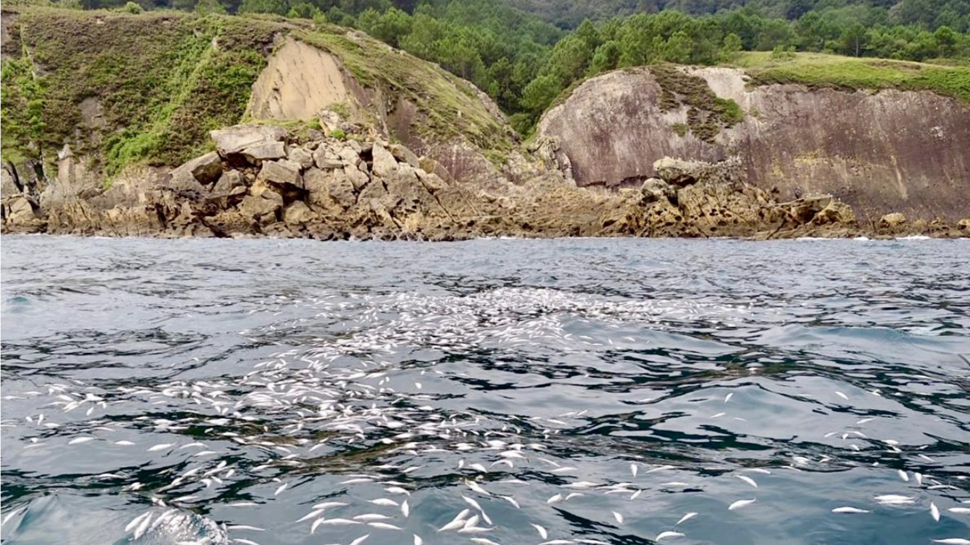 El vertido de peces, conocidos como boga, se produjo el pasado 14 de agosto a las faldas del Monte Ulia.