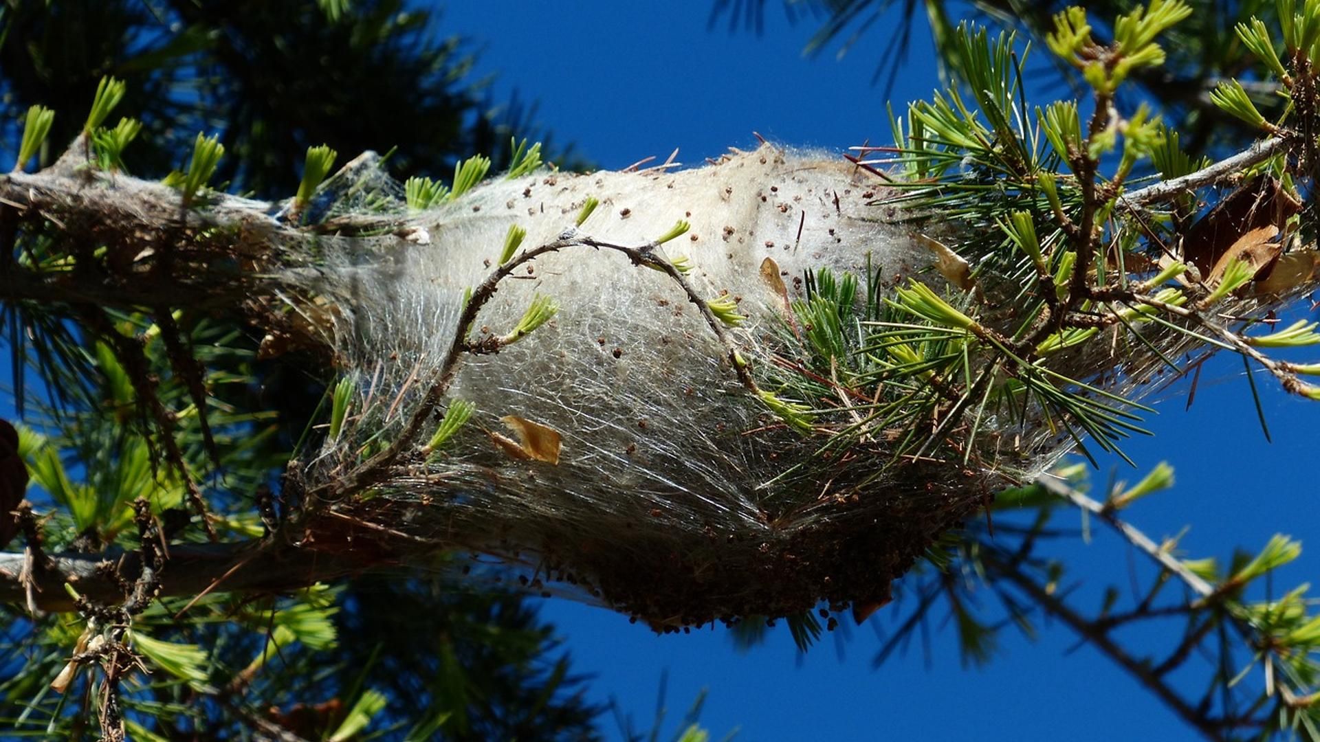 Las procesionarias hacen su nido principalmente en los pinos