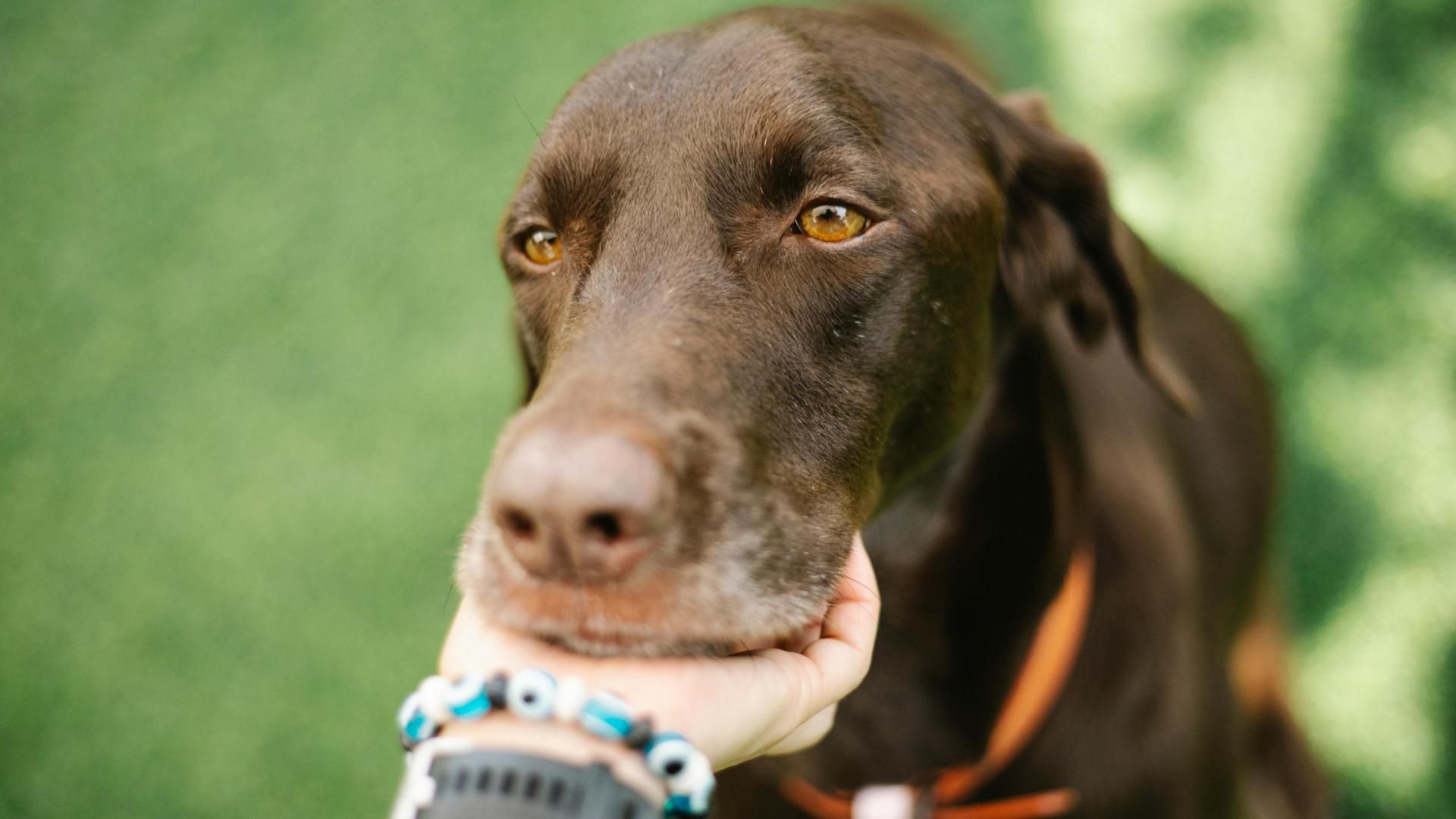 Los perros y los gatos también sufren golpes de calor