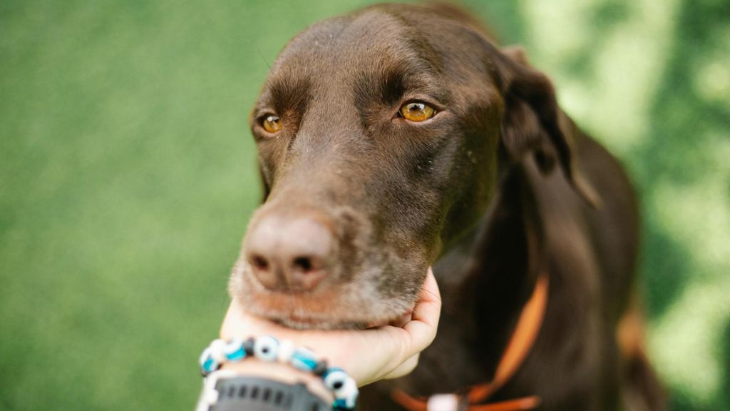 Los perros y los gatos también sufren golpes de calor