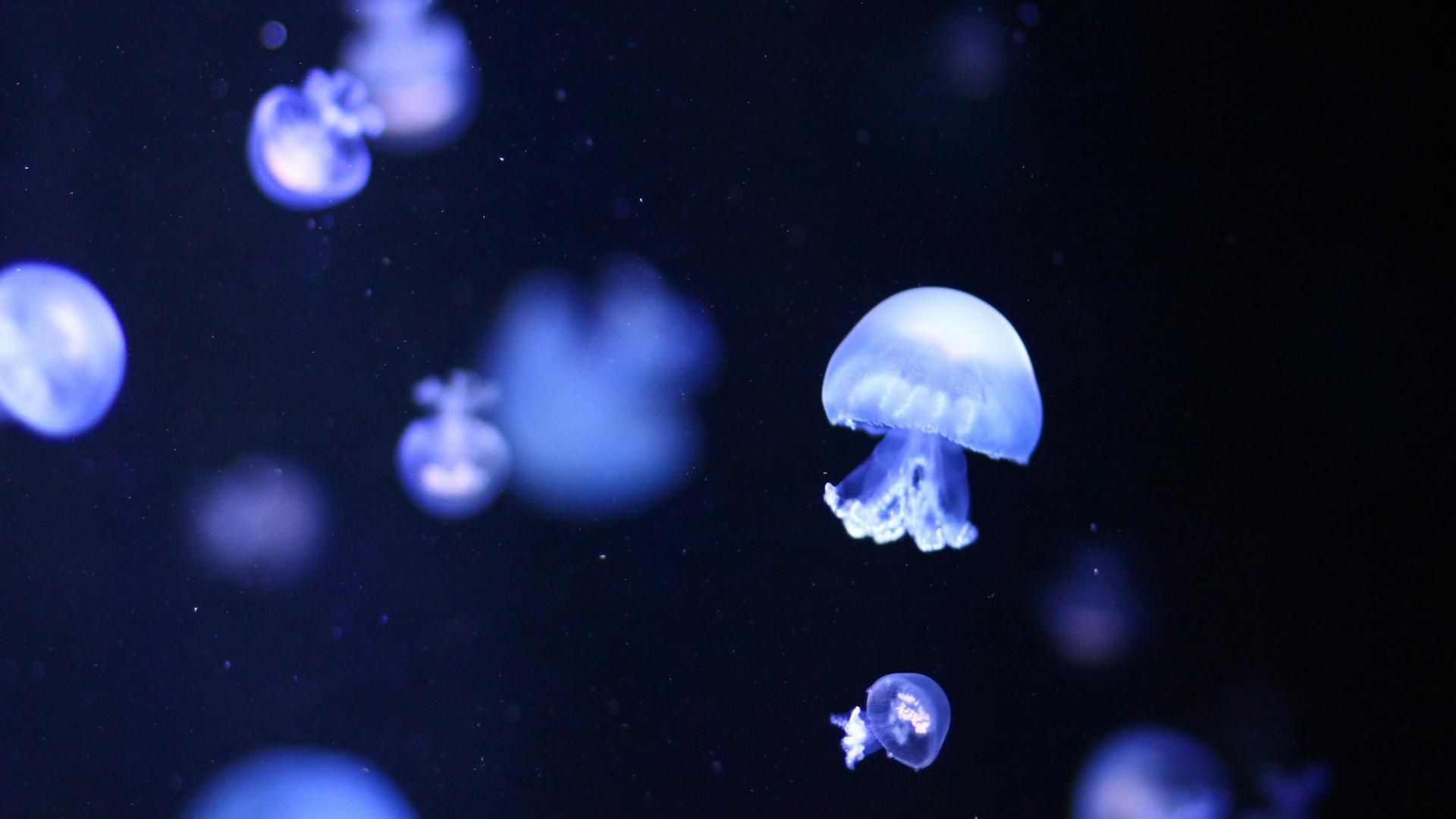 medusa mathieu turle unsplash