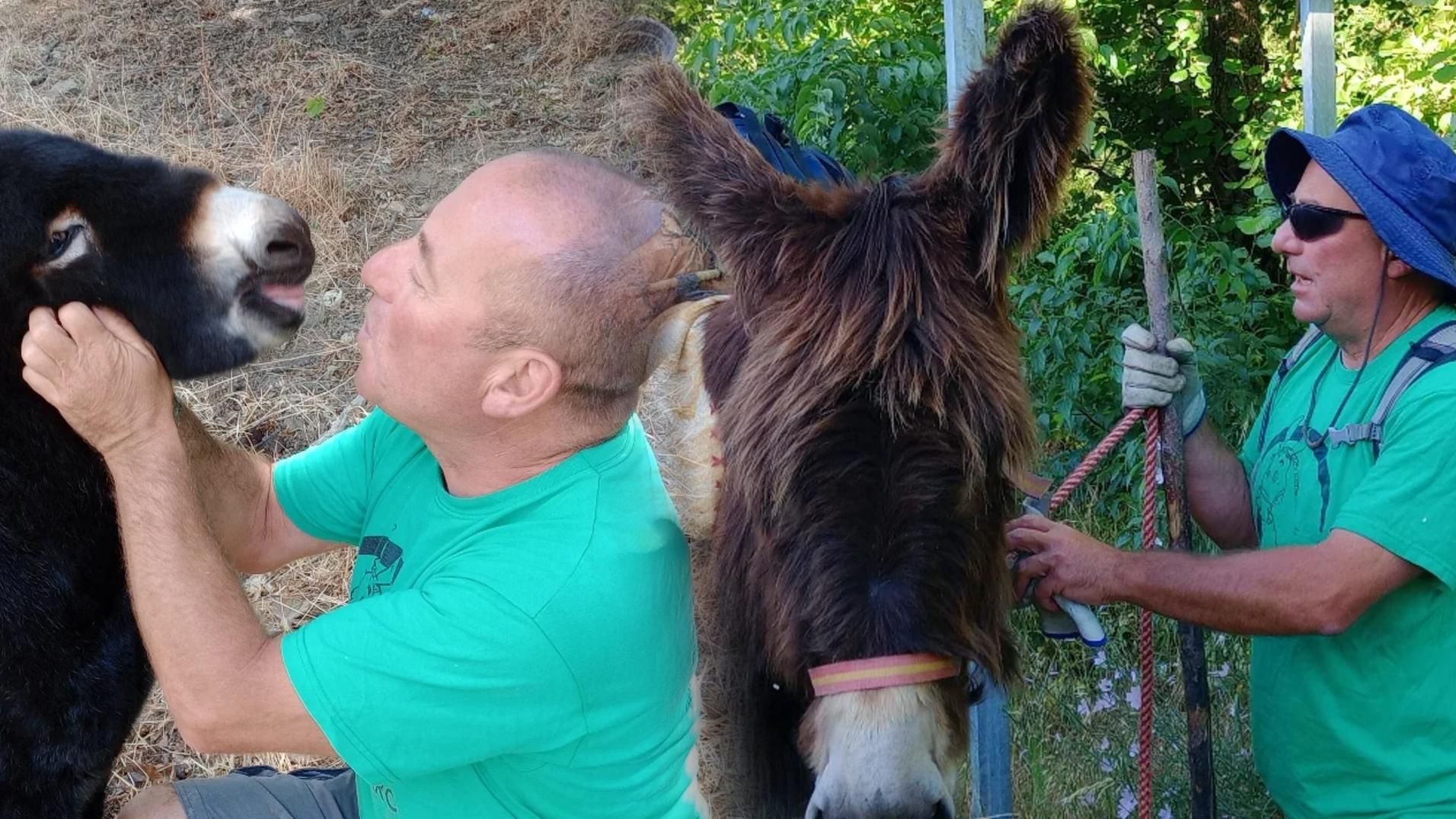 Casimiro y su equipo de 'bomberos': cómo sus burros ayudan a prevenir incendios limpiando el monte
