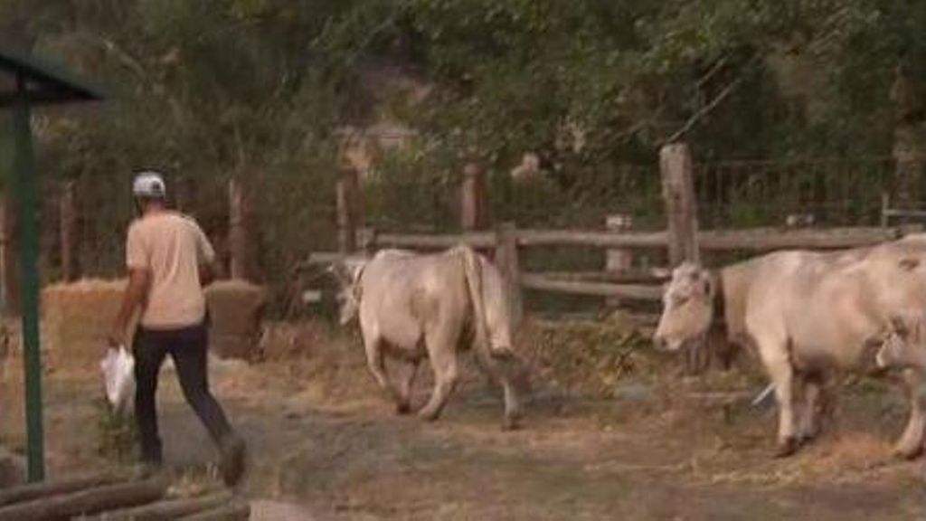 Los incendios golpean duramente la economía de las zonas afectadas: apicultura y ganadería, los sectores más dañados