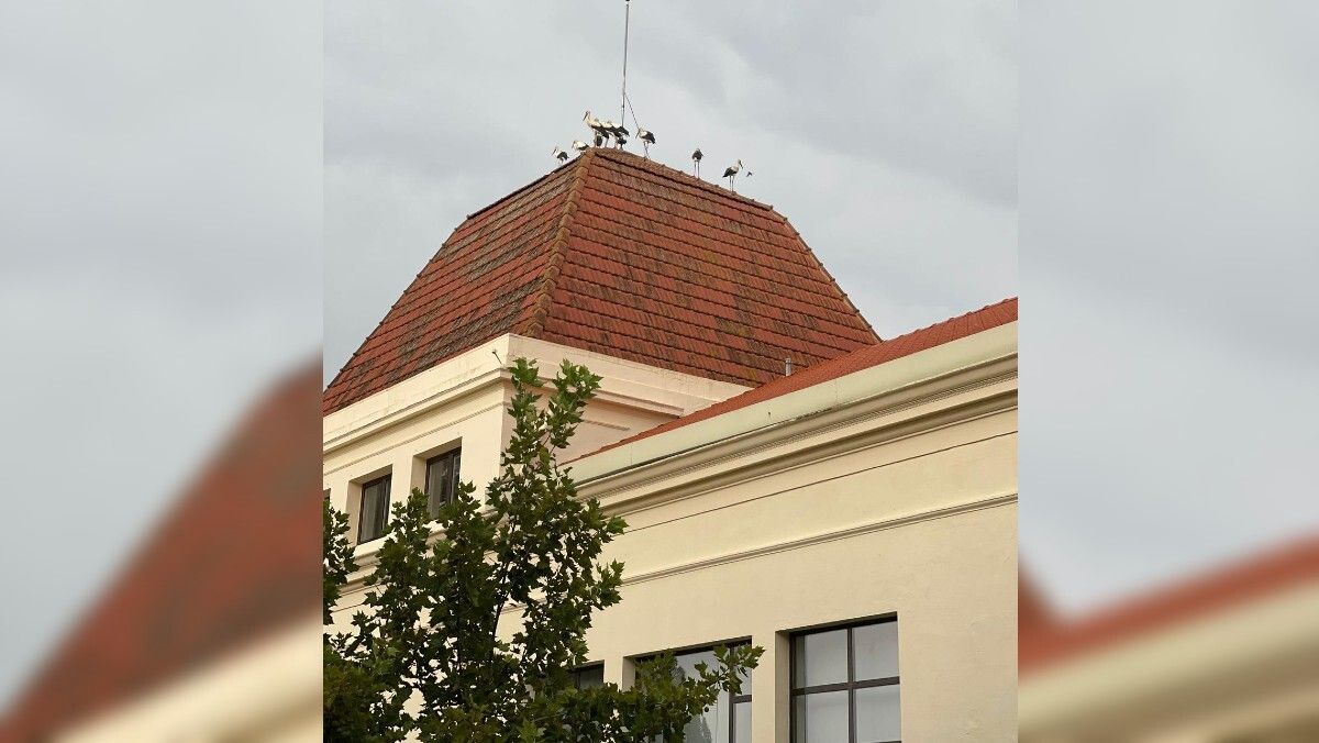 Cigueñas posadas sobre un edificio en Sueca 