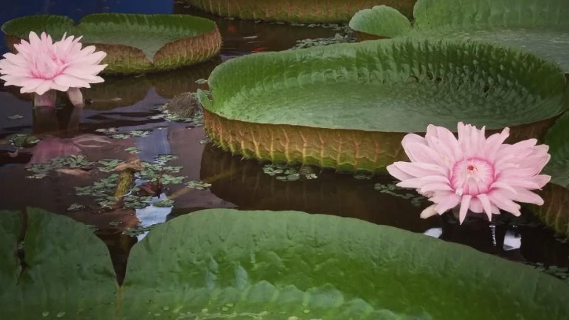 El nenúfar gigante Victoria cruziana, de la Fundación Sales, en una de sus floraciones del año pasado