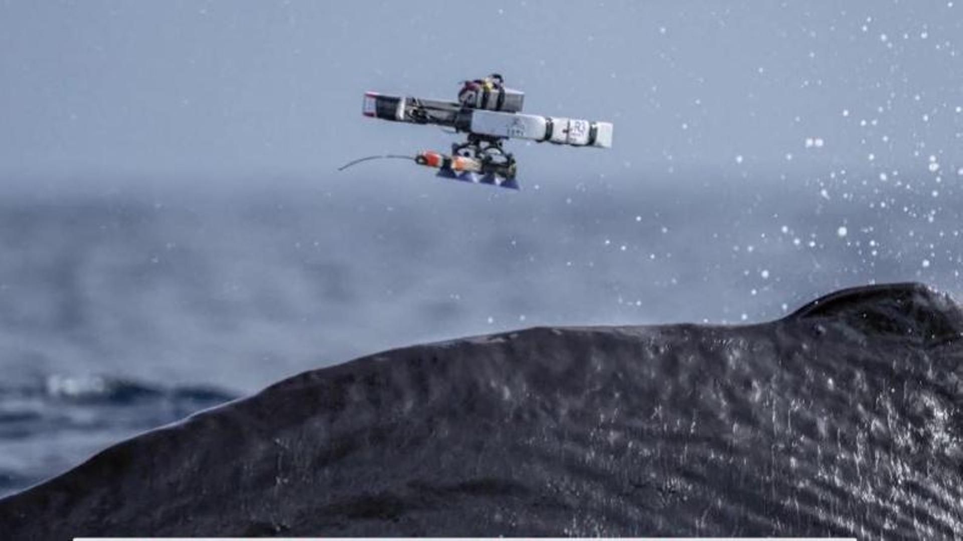 Investigadores utilizan drones para monitorizar ballenas: les colocan un chip en tan solo un minuto