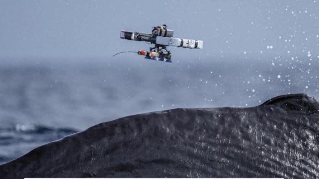 Investigadores utilizan drones para monitorizar ballenas: les colocan un chip en tan solo un minuto