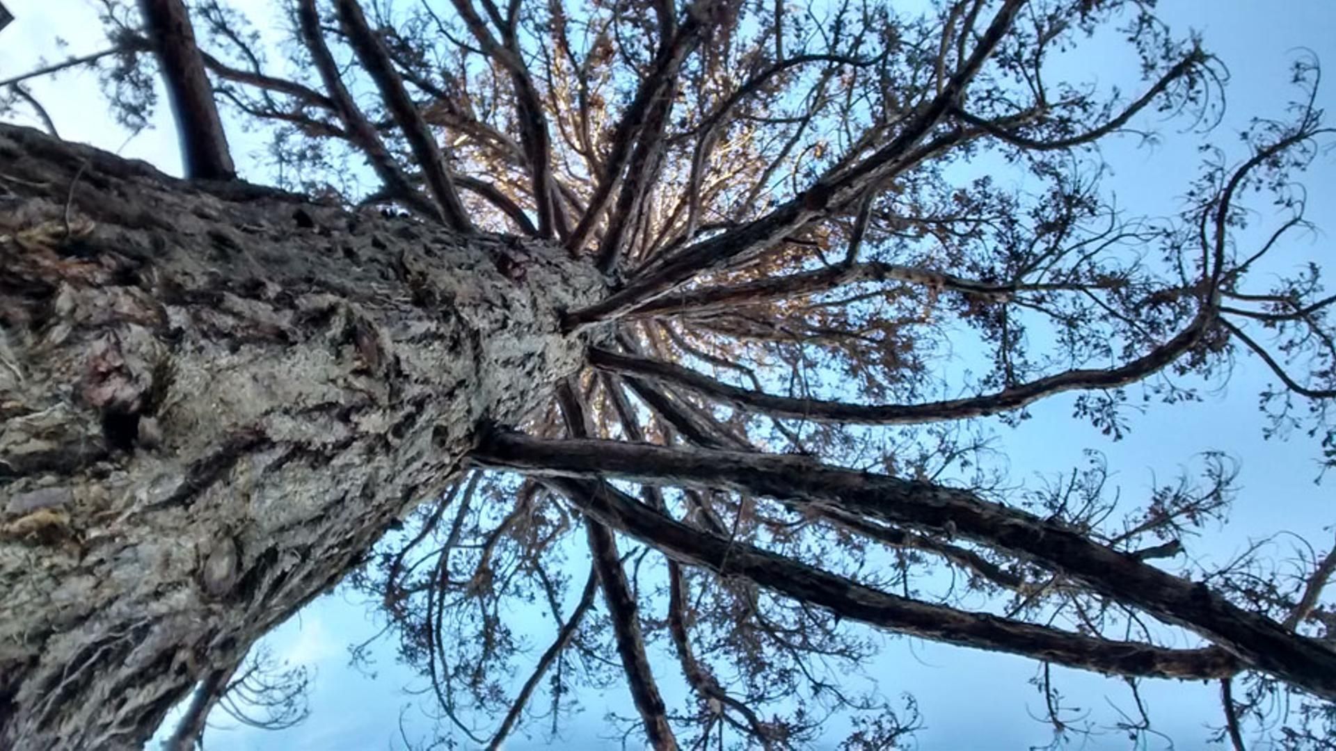 La secuoya se encuentra en un patio interior, rodeada de edificios y junto al colegio Urkide de Vitoria