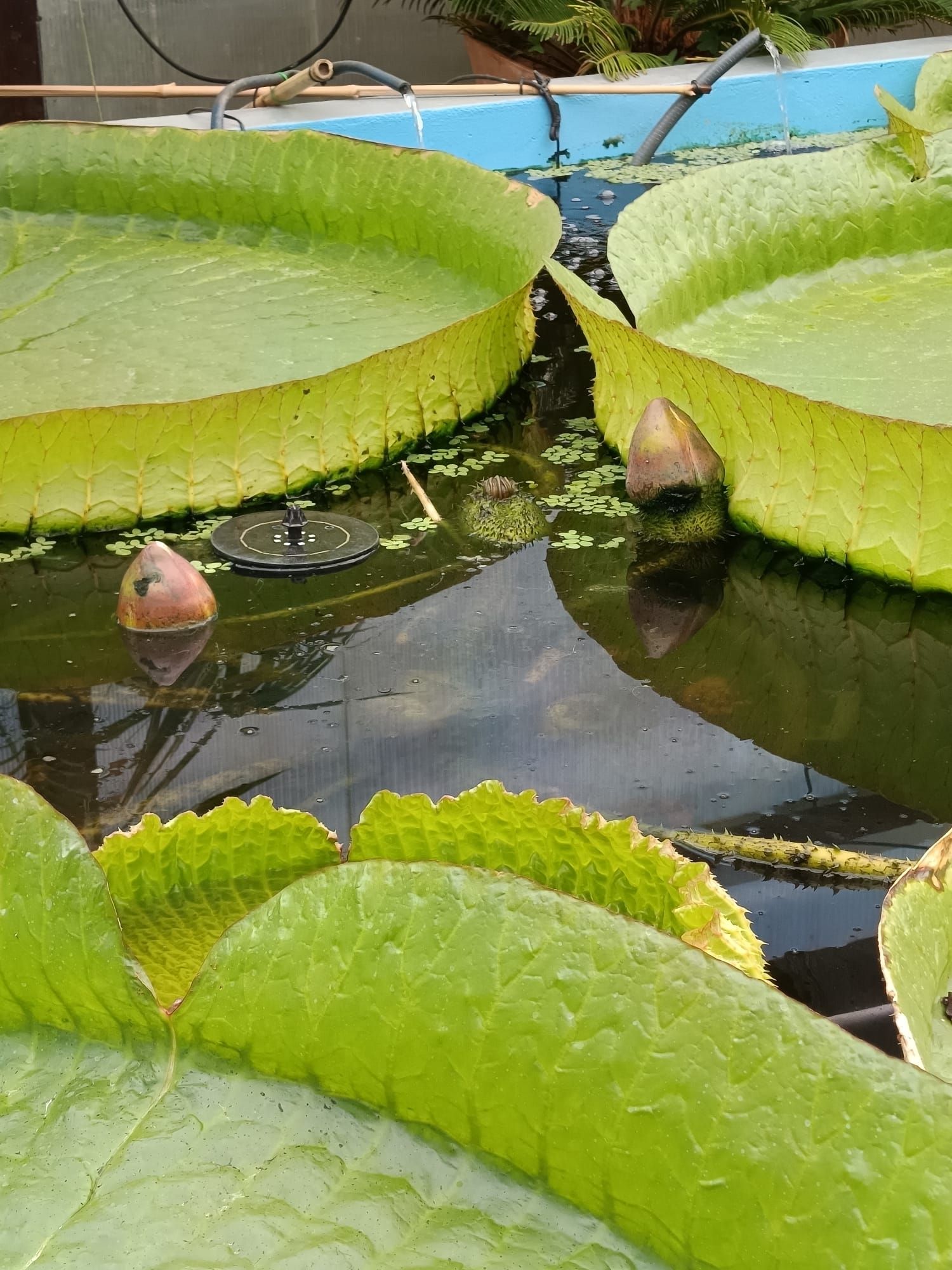 Los capullos del nenúfar gigante, a punto de florecer