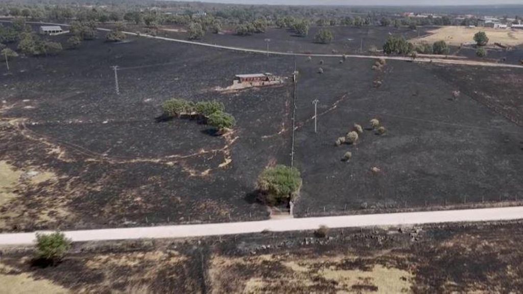 Plantas cortafuegos: las especies pirófitas resisten los incendios mientras otros árboles arden como cerillas