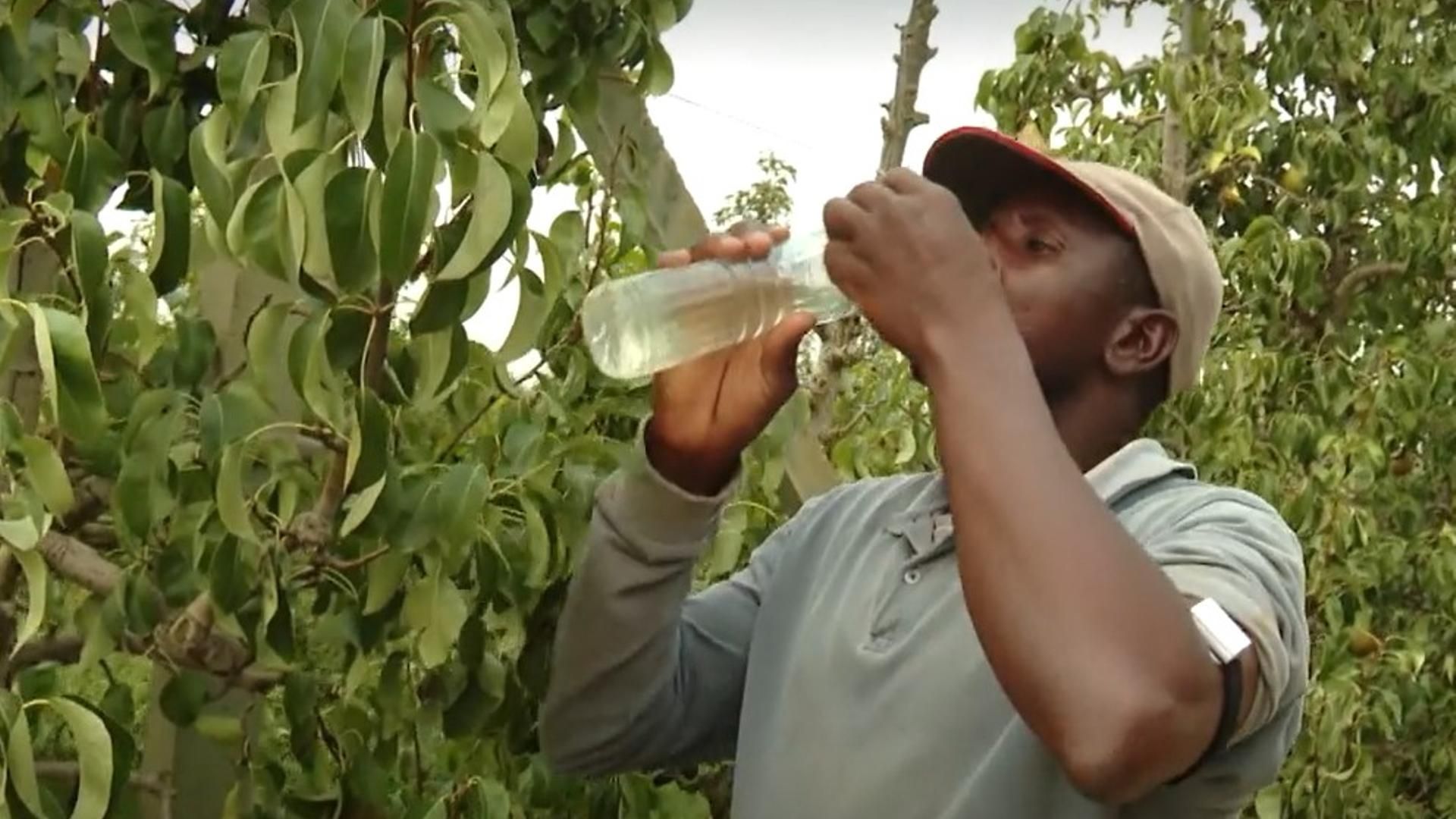 Temporeros agrícolas monitorizados en Lleida para evitar golpes de calor