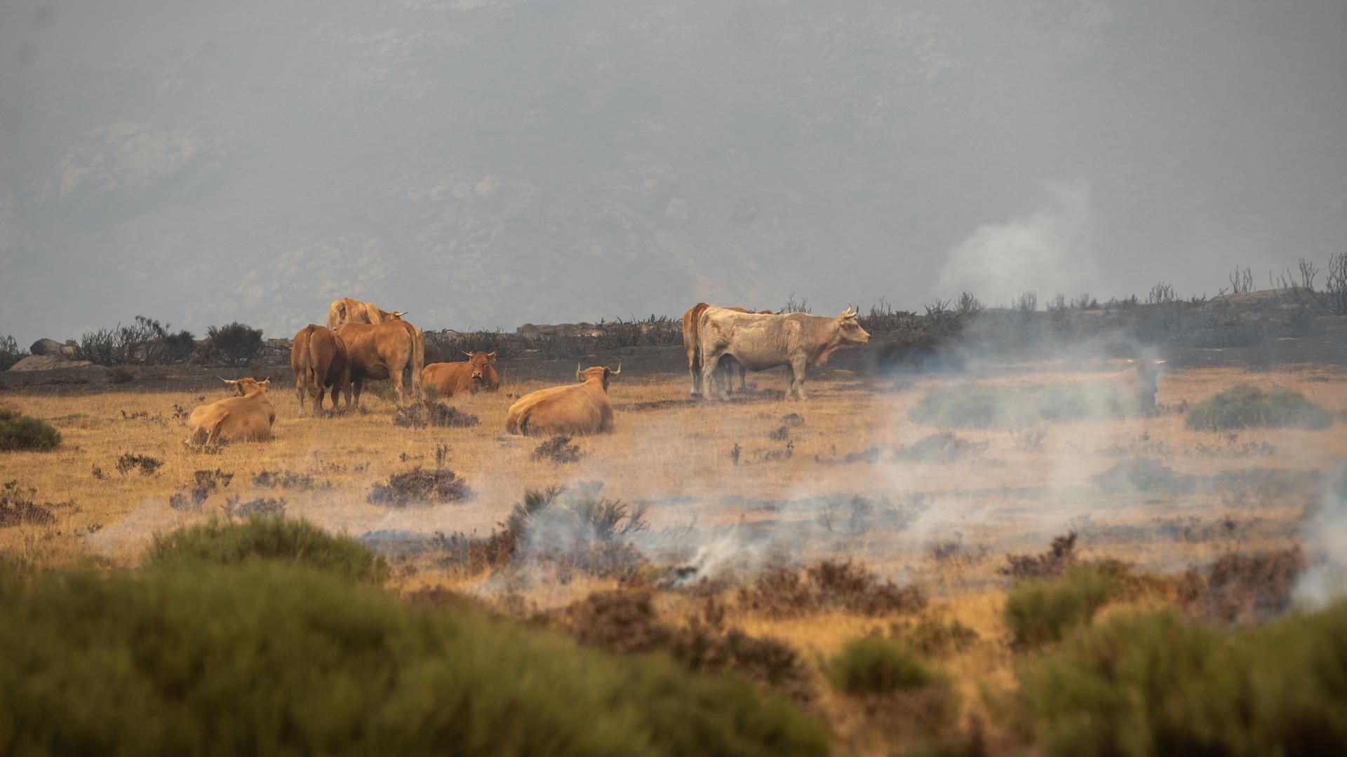 Varios animales supervivientes del incendio en Sanabria, Zamora, Castilla y León