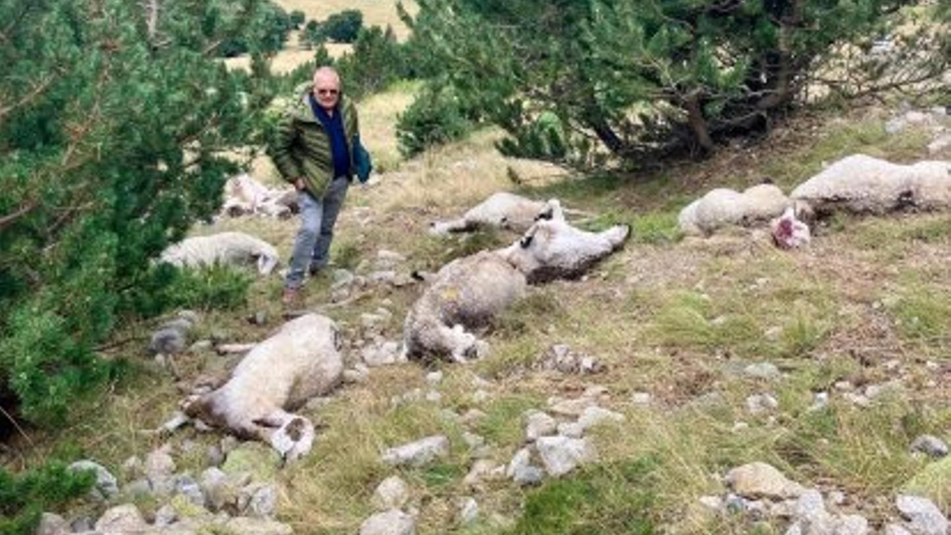 Algunas de las ovejas fallecidas