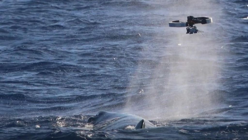 El nuevo método para monitorizar ballenas que no invade su espacio personal