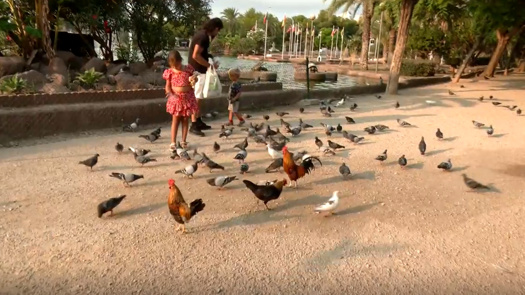La convivencias con gallinas sueltas en Torrevieja se está convirtiendo en un problema