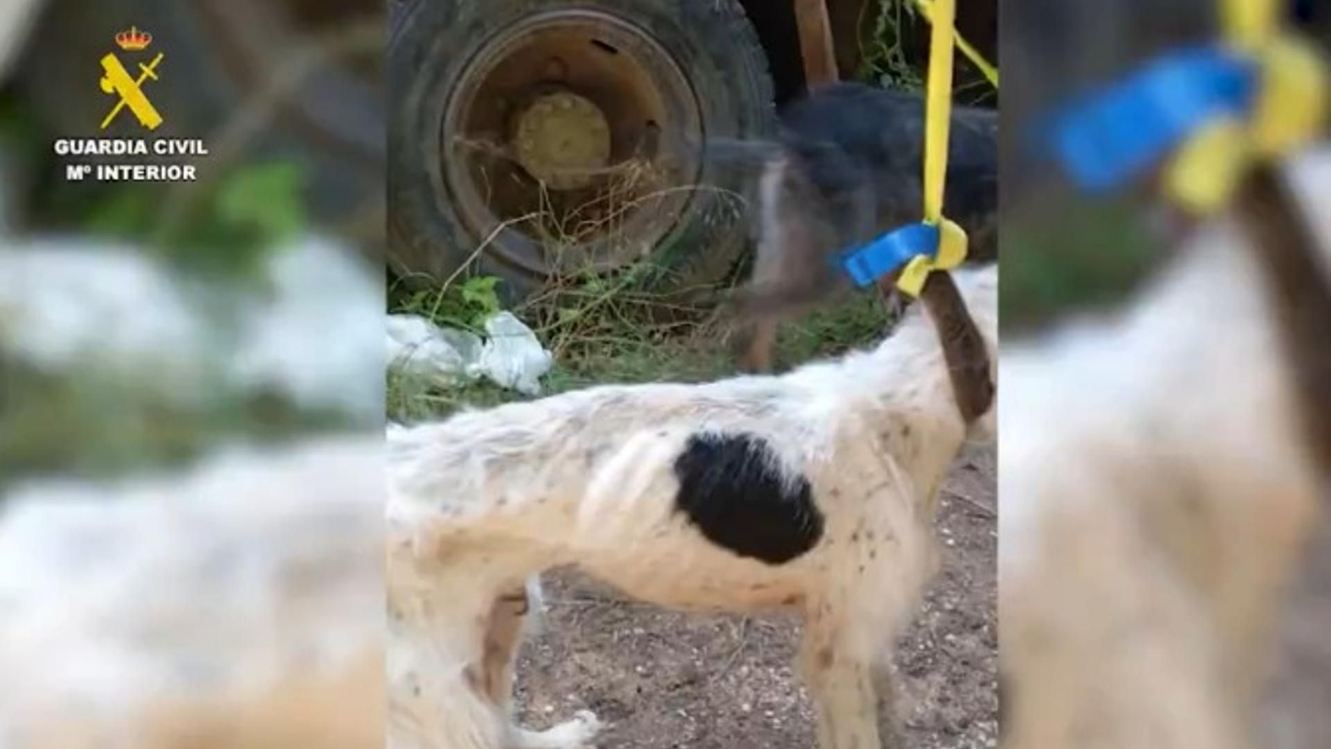 Maltrato animal en Burgos