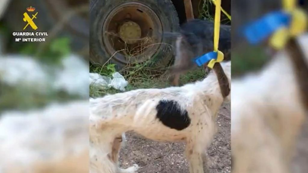 Maltrato animal en Burgos