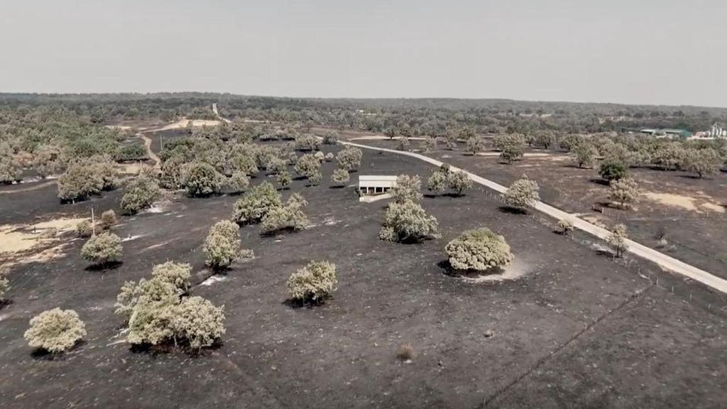 Las plantas pirófilas, las especies que son capaces de resistir entre la destrucción de los incendios