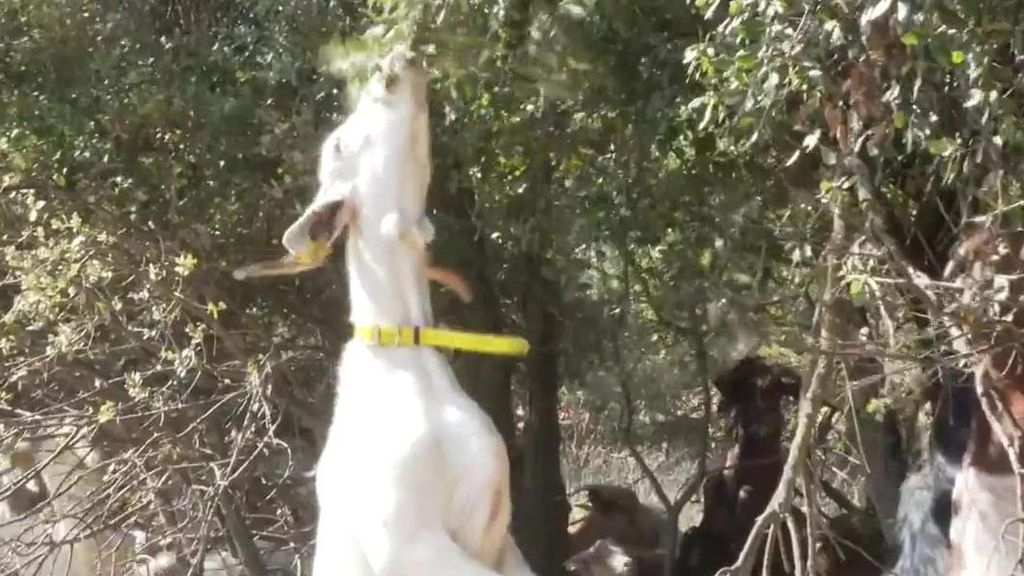 La importancia del ganado y su papel en la lucha contra incendios: "Con cada bocado ayudan a limpiar el campo"