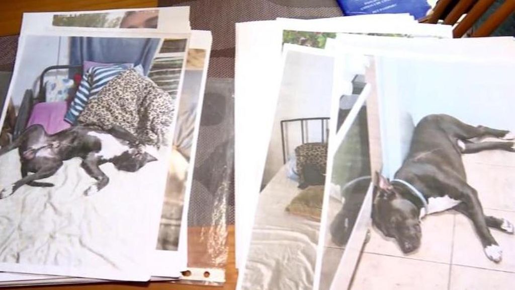 Meses después, siguen buscando a sus perros desaparecidos en la DANA: "Esté donde esté, espero que lo cuiden"