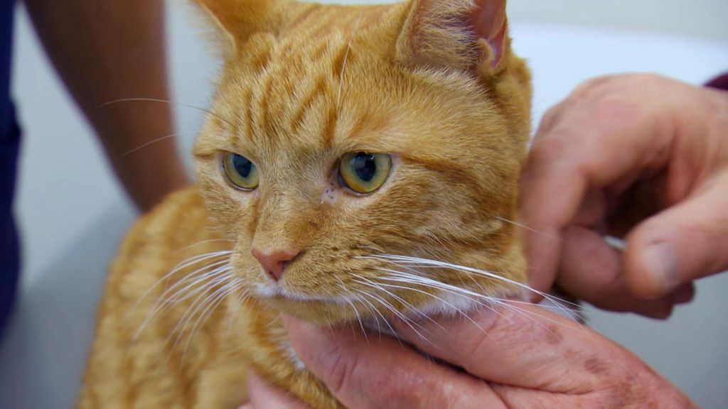 P25 - Un felino con graves problemas Veterinario en la ciudad Temporada 2 Programa 25