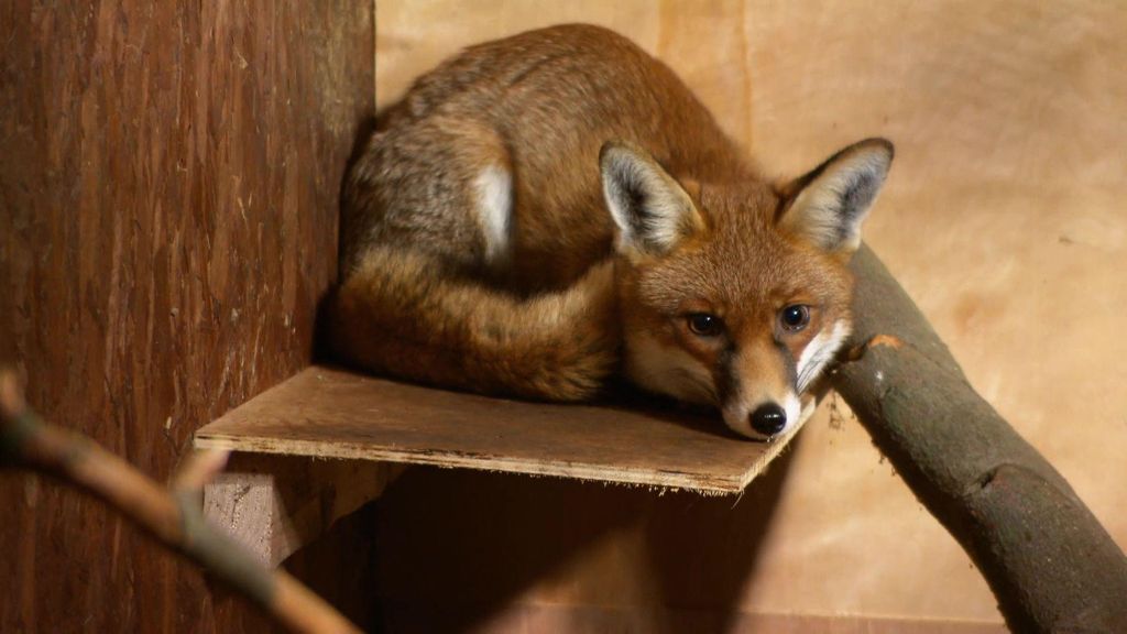 P28 - Red vuelve al bosque Veterinario en la ciudad Temporada 2 Programa 28