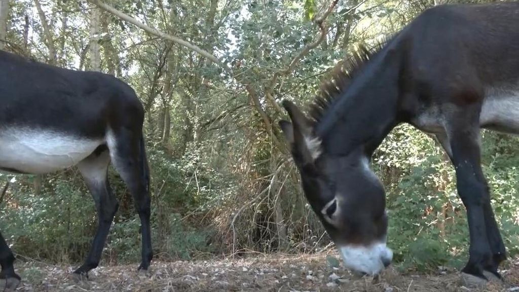 El batallón de burros bomberos, un arma eficaz contra el fuego para Doñana