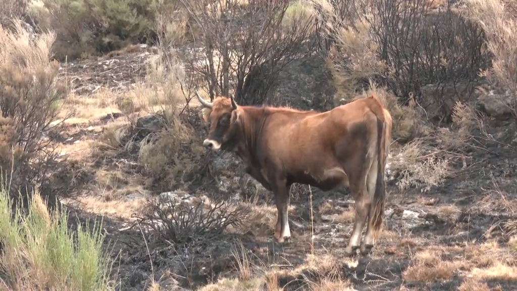 Miles de animales sufren las consecuencias de los incendios en España
