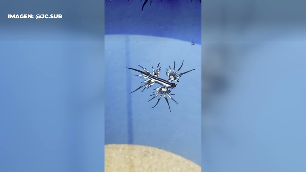 Aparecen ejemplares de dragón azul en Guardamar del Segura, Alicante