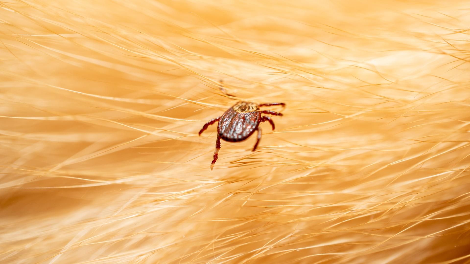 Las garrapatas transmiten múltiples enfermedades a los perros