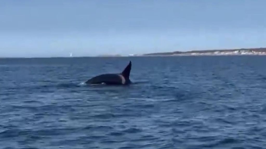 Las orcas cercan las Rías Baixas