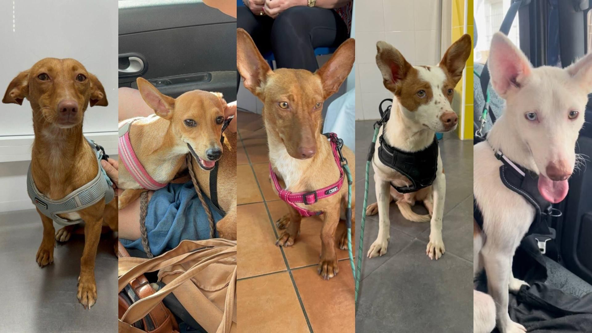 Perros de raza podenco robados en una protectora de Rociana del Condado, Huelva