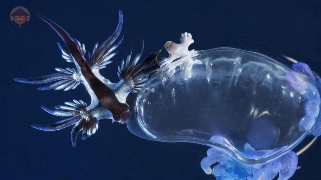 Picadura venenosa dragón azul