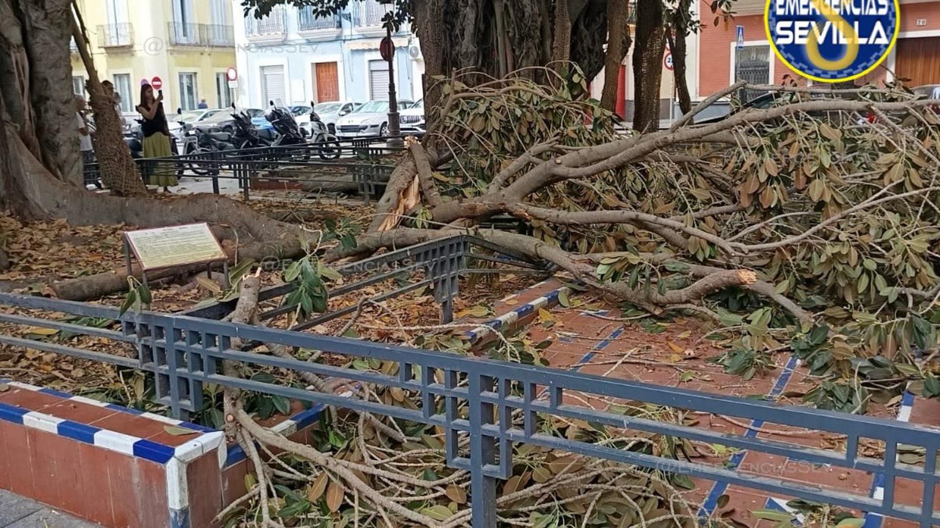 Rama del ficus caída en la Plaza de San Pedro de Sevilla
